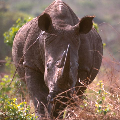 Suedafrika 008 Krüger Nationalpark