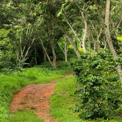 Sierra de Escambray 006 Kuba, Cuba, Kaffeeplantage im Parque Guanayara, Sierra de Escambray