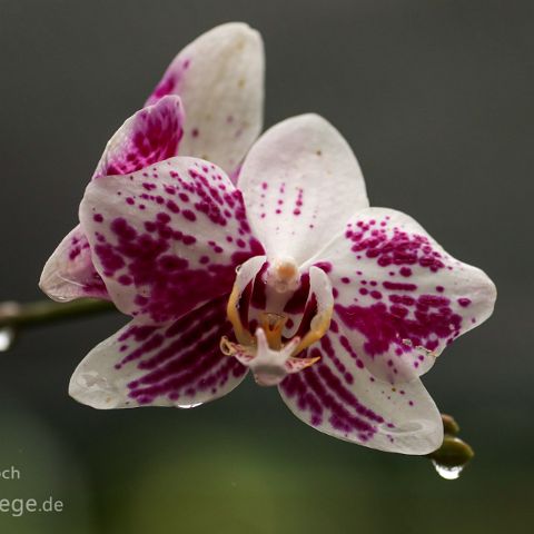 Soroa - Las Terrazas 004 Kuba, Cuba, Soroa, Orchideario (Orichdeengarten)