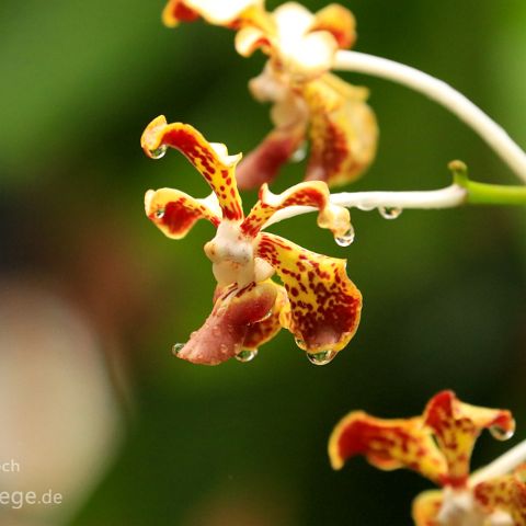 Soroa - Las Terrazas 005 Kuba, Cuba, Soroa, Orchideario (Orichdeengarten)