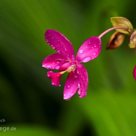 Soroa - Las Terrazas 006 Kuba, Cuba, Soroa, Orchideario (Orichdeengarten)