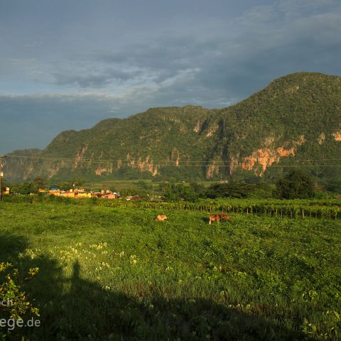 Vinales 005 Kuba, Cuba, Vinales, im Morgenlicht