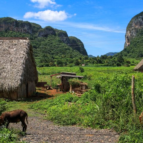 Vinales 009 Kuba, Cuba, Vinales, Mogotes