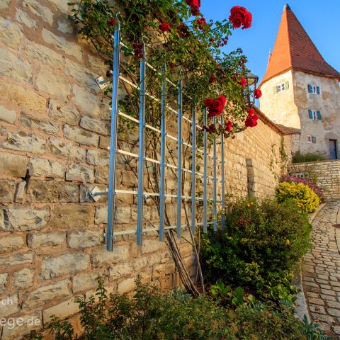 Anlautertal - Thalmaessing - Greding 010 Greding - Blühender Rosenstock an der Stadtmauer