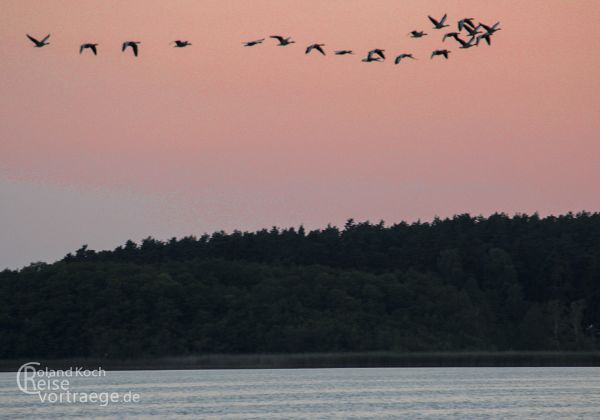 Müritz Nationalpark - Bilder - Sehenswürdigkeiten - Ausflugsziele 