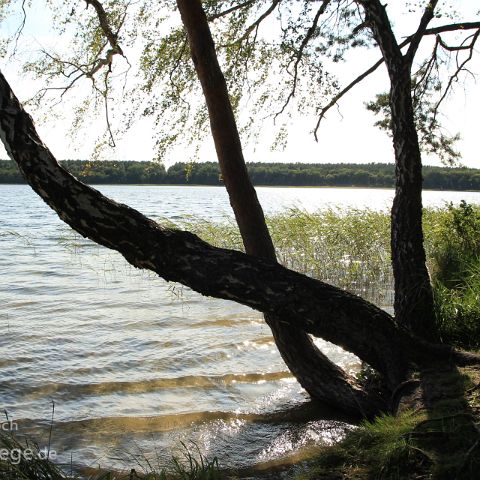 Mueritz 005 Feisnecksee, Mueritz NP, Mecklenburg-Vorpommern, Deutschland, Germany