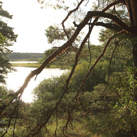 Mueritz 008 Feisnecksee, Mueritz NP, Mecklenburg-Vorpommern, Deutschland, Germany