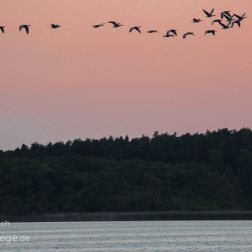 Müritz Nationalpark - Bilder - Sehenswürdigkeiten - Ausflugsziele Faszinierende Bilder aus dem Nationalpark Müritz als Teil der Mecklenburgischen Seenplatte. Weite Wälder, glitzernde...