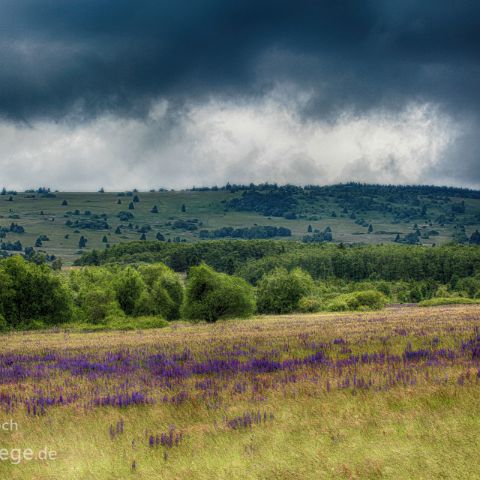 Rhoen 003 bluehende Lupinen, Gewitter , Lange Rhoen, Biosphaerenreservat, Rhoen, Bayern, Deutschland, Germany