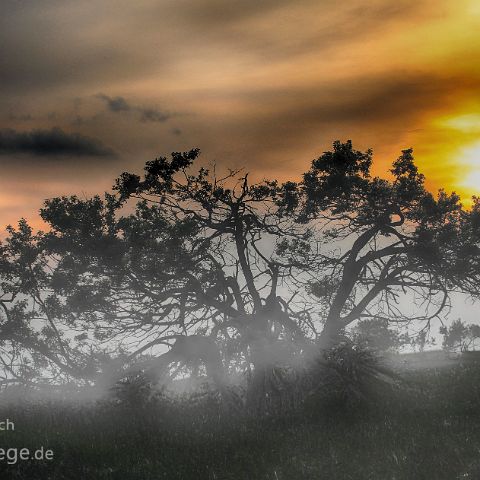 Rhoen 005 broken tree at sunset