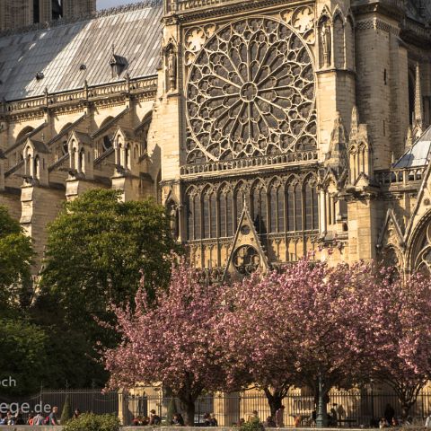 Paris 010 Notre Dame de Paris, Ile de la Cité, Paris, Frankreich, France