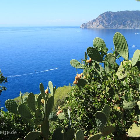 Cinque Terre 005 Vernazza, Cinque Terre, Ligurien, Liguria, Italien, Italia, Italy