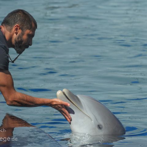 Genua 003 Delfin, Aquario di Genova, Genua, Genova, Ligurien, Liguria, Italien, Italia, Italy