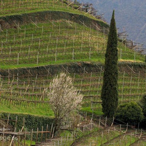 Bozen 009 Weinberg, Bozen, Suedtirol, Alto Adige, Italien, Italia, Italy