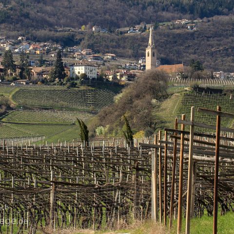 Unterland 008 Weinberg, Kalterer See, Unterland, Suedtirol, Alto Adige, Italien, Italia, Italy