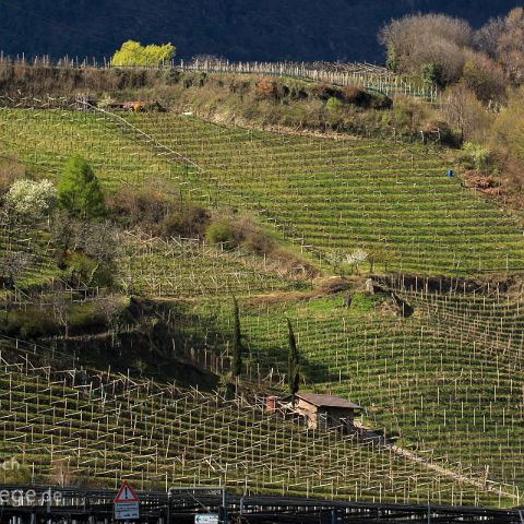 Unterland 009 Weinberg, Kalterer See, Unterland, Suedtirol, Alto Adige, Italien, Italia, Italy