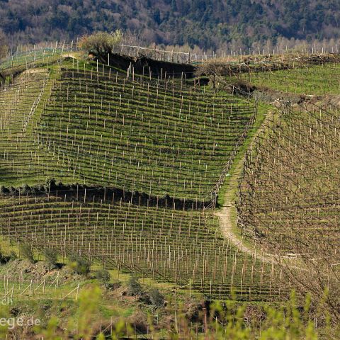 Unterland 010 Weinberg, Kalterer See, Unterland, Suedtirol, Alto Adige, Italien, Italia, Italy