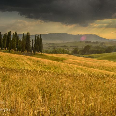 Val d Orcia 005 Abendstimmung im Zypressenhain, Val d´Orcia