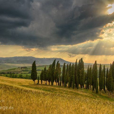 Val d Orcia 006 Abendstimmung im Zypressenhain, Val d´Orcia