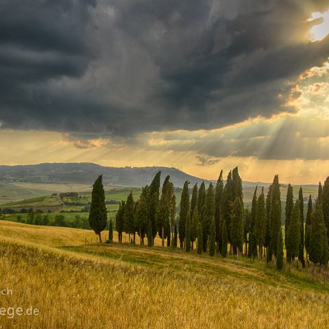 Val d Orcia 006 Abendstimmung im Zypressenhain, Val d´Orcia