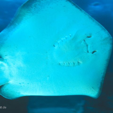 Lissabon 006 Über 16.000 Tiere aus 40 Arten werden im Oceanario de Lisboa päsentiert, Nordatlantik, Antarktis, Kelpwälder im Pazifik und Tropisches indisches Korallenriff