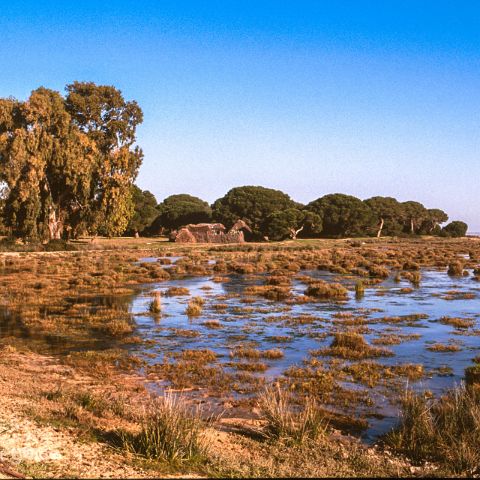 Huelva 002 Coto de Donana NP, Andalusien, Andalusia, Andalucia, Spanien, Espana, Spain