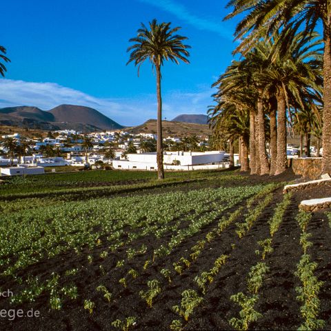 Lanzarote 005 Haria, Lanzarote, Kanaren, Canary Island, Islas Canaria, Spanien, Espana, Spain