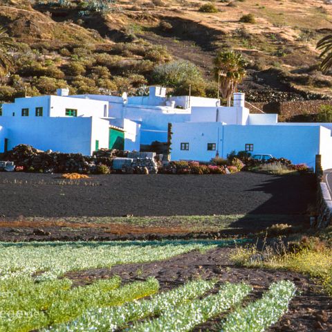 Lanzarote 006 Haria, Lanzarote, Kanaren, Canary Island, Islas Canaria, Spanien, Espana, Spain