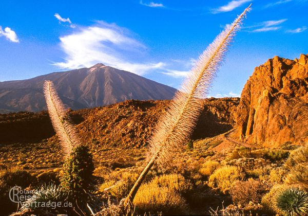 Teneriffa - Kanarische Inseln - Bilder - Sehenswürdigkeiten - Fotos - Pictures 