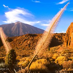 Teneriffa - Kanarische Inseln - Bilder - Sehenswürdigkeiten - Fotos - Pictures Faszinierende Reisebilder aus Lanzarote, Kanarische Inseln: Nationalpark Timanfaya, Mirador del Rio, Jameos del Agua,...